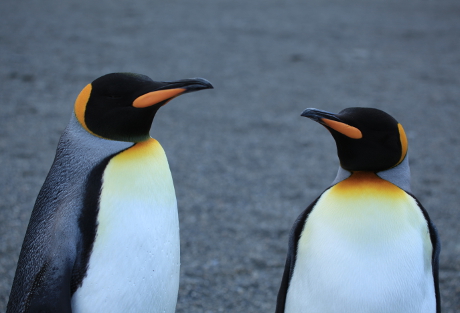 BPTC Could Be Split Into Two Parts