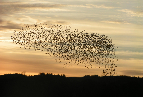 Law Firms to Flock… North?
