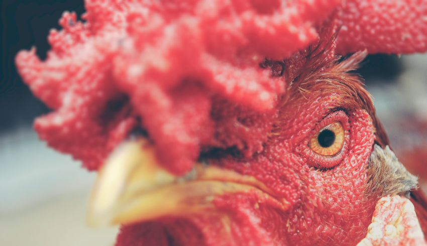 AllAboutLaw Blog: a high-profile property dispute, a ban on cockfighting and more