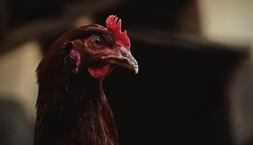 AllAboutLaw blog: Non-Disclosure Agreements, an unusual rooster and more 